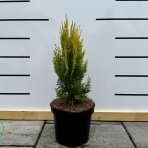 Tuja východná (Thuja orientalis) ´AUREA NANA´ - výška 40-50 cm, kont. C3L